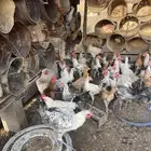 دجاج بلدي ديك و دجاج