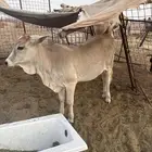 للبيع عجله