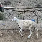 نعجه ثنيه للبيع