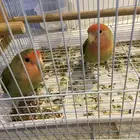 اعرض لكم طيور ورز