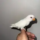 روز البينو اليف