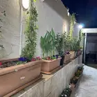 أخوات بلاستيك في سراميك شجر أخوات خارجي