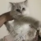 قط هيمالايا