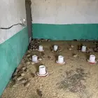 سمان للبيع