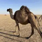 البيع القحه الها بلقاح 10شهور الموقع الذيبيه شبك مشعل