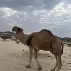 بعير احمر منتج وانتاجه ماجود سنه ناب وشرط من كل العذاريب
