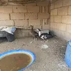 بط مصري
