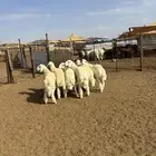 الشميسي طريق الخواجات