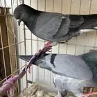 حمام قلابي قطيفي