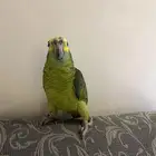 ببغاء امزوني مفقود