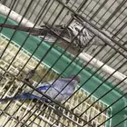 طيور للبيع مع القفص