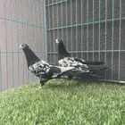 تم البيع   حمام باكستاني