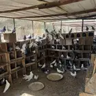 عشة حمام مشكل الخرج العفجه