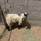 تيس فحل