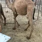 قعدان