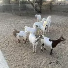 حلال نضيف للبيع