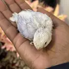 فرخ روز ( تم البيع )