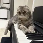 تريبل فولد سكوتش ذكر