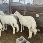 طليان للبيع عدد 15 من 3 شهور الى 6 شهور