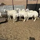 جذعات حريات