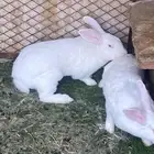 ارانب للبيع