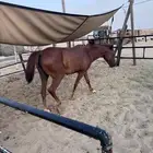 فرس شعبيه للبيع جاهزه لتشبيه الموقع جده الخمره