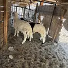 الشميسي طريق الخواجات