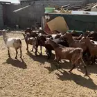 معزاء حص