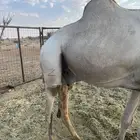 للبيع جمل سوداني