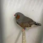 زيبرا انقلش بيور