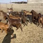 معزى جنوبيات