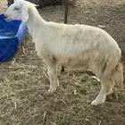 طلي حري تم البيع