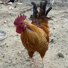 دجاج فرنسي اصل