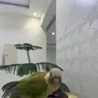كنيور للبيع