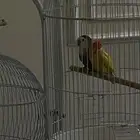روز