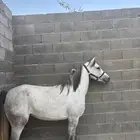 فرس شعبيه