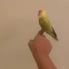 السلام عليكم اعرض لكم طير روز حمامه هدد داخلي متكلم