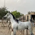 حصان عربي اصيل