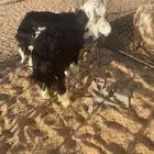 خرفان نجد ا
