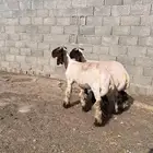 خرفان صنف