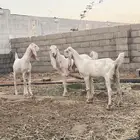 جفرتين وتيس مطورات بيض برص