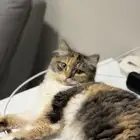 قطة كاليكو للتبني