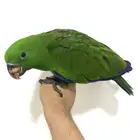 ببغاء اكلكتوس اليف وهدد (Top)