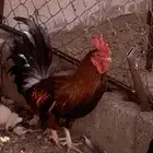 دجاج للبيع