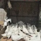 حمام فرنسي