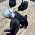 ارانب للبيع
