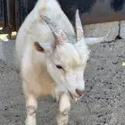 ماعز قزم للبيع