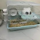 هامستر روسي للبيع العمر 3 شهور البيع مع القفص