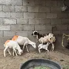 2 ضان مناتيج