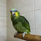 ببغاء امازوني